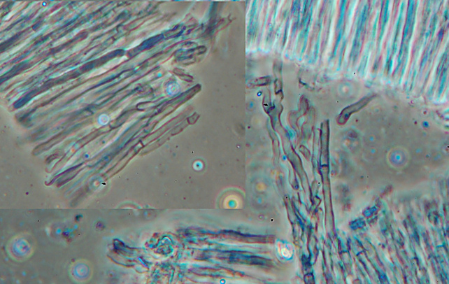 Fotoreportage di uno Stereum (credo!) (Stereum gausapatum)